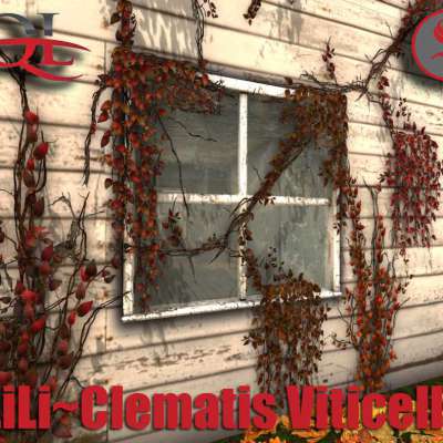 ~LiLi~Clematis Viticella~BOX Profile Picture